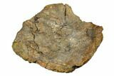 Fossil Ankylosaurid Ungual (Claw) - Montana #183999-4